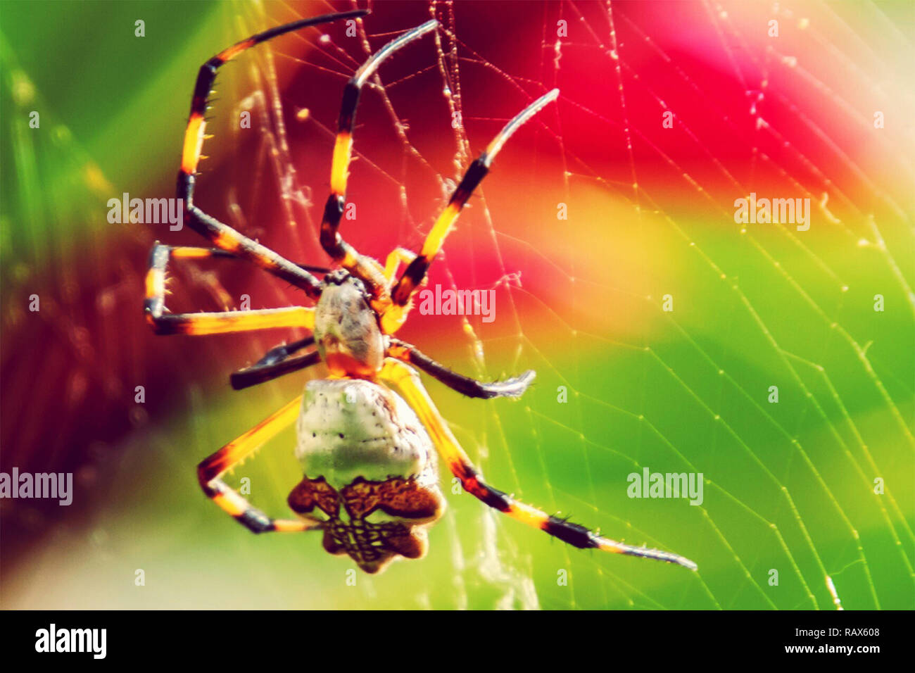 Bunte Spinne im Netz Stockfoto