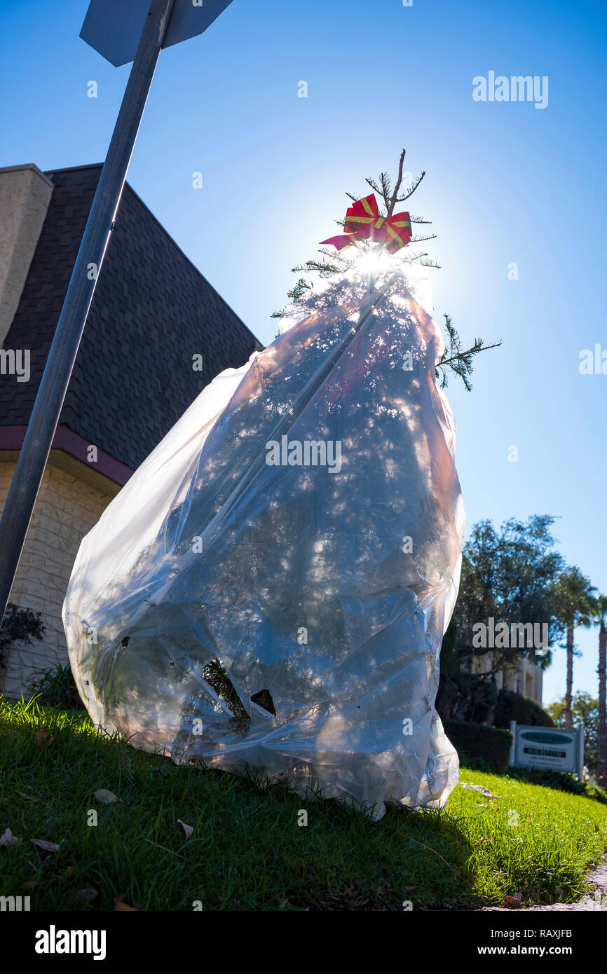 Tage nach Weihnachten, ein Weihnachtsbaum, in einem Kunststoff Papierkorb Beutel verpackt, ist sie in die bordsteinkante geworfen, die für Abfall abholen. Stockfoto