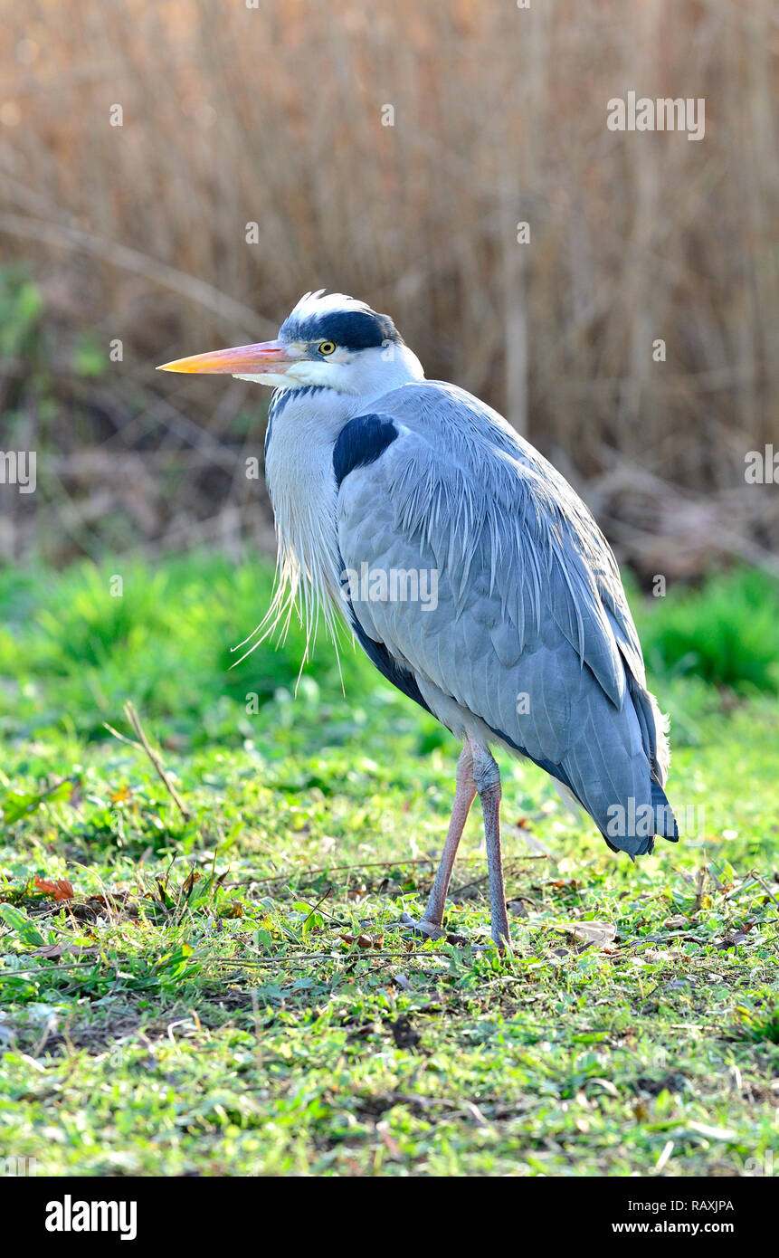 Graureiher (Ardea cinerea) in St James's Park, London, UK Stockfoto