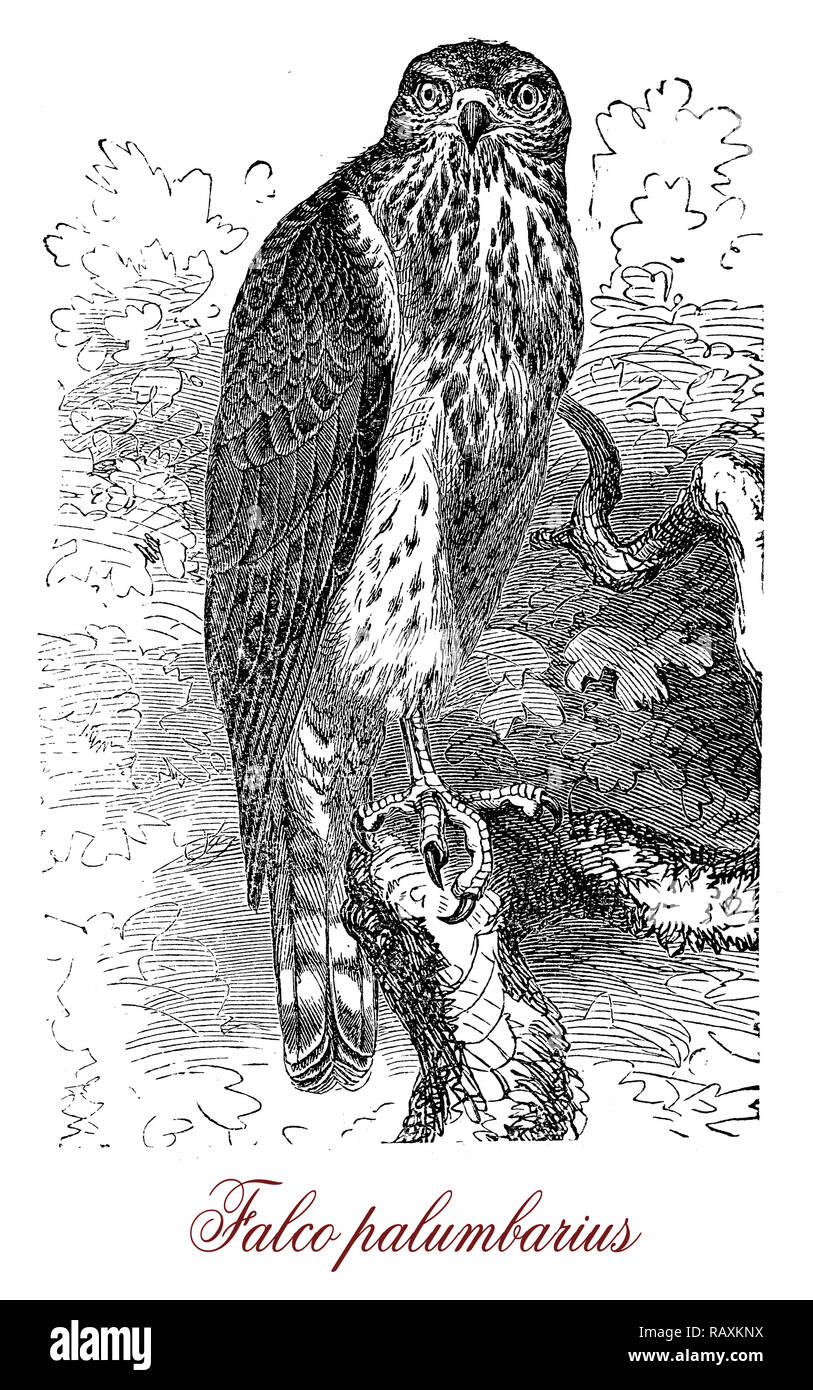 Jahrgang der Gravur des Nördlichen Habicht, raptor mit kurzen Flügel und breiten Schwanz im Mittelalter von Adel verwendet für falcony Stockfoto