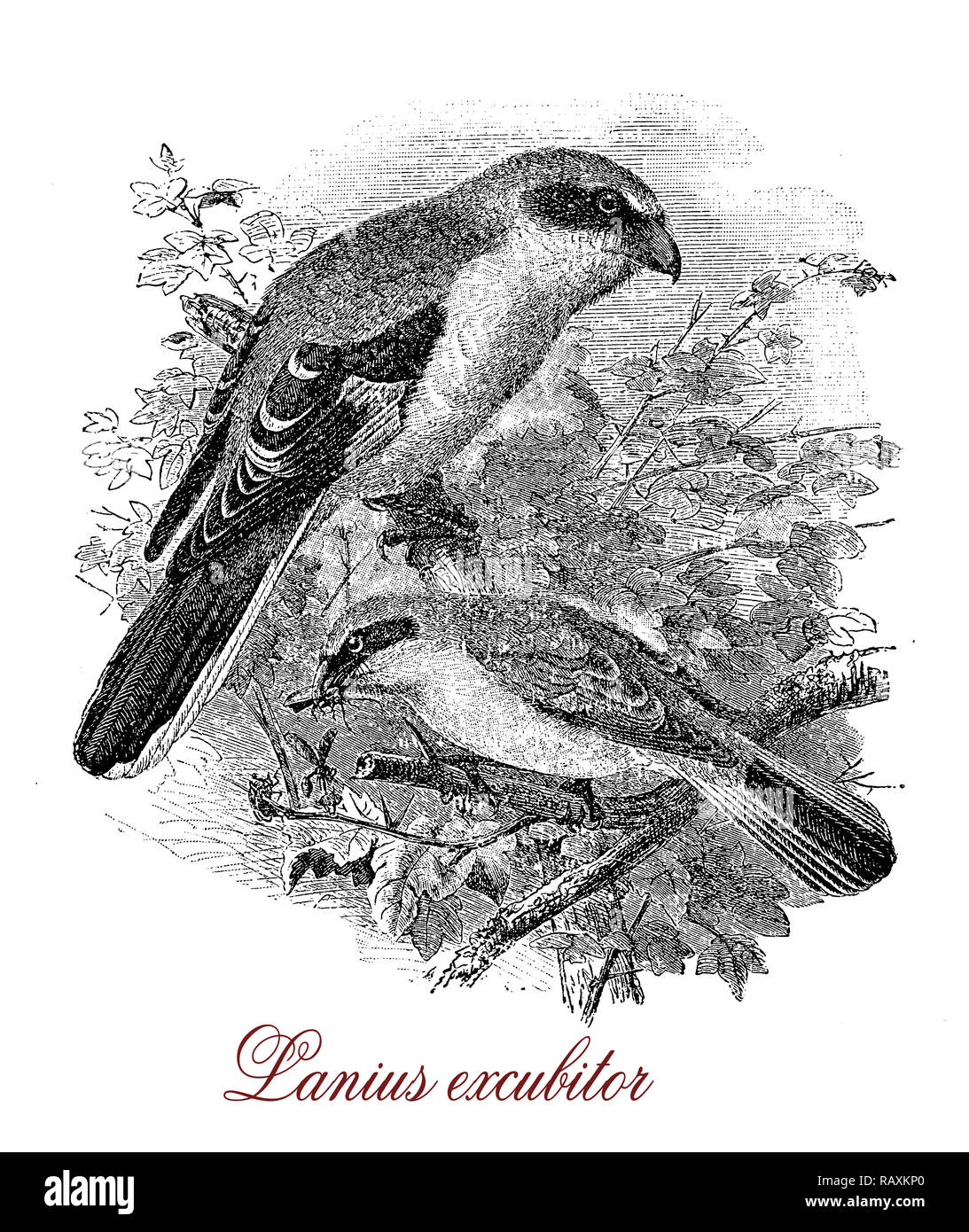 Jahrgang der Gravur des Großen grauen shrike, große Songbird mit Perlgrau Kopf und eine schwarze Augenmaske, fleischfressende und Nagetiere Hunter Stockfoto