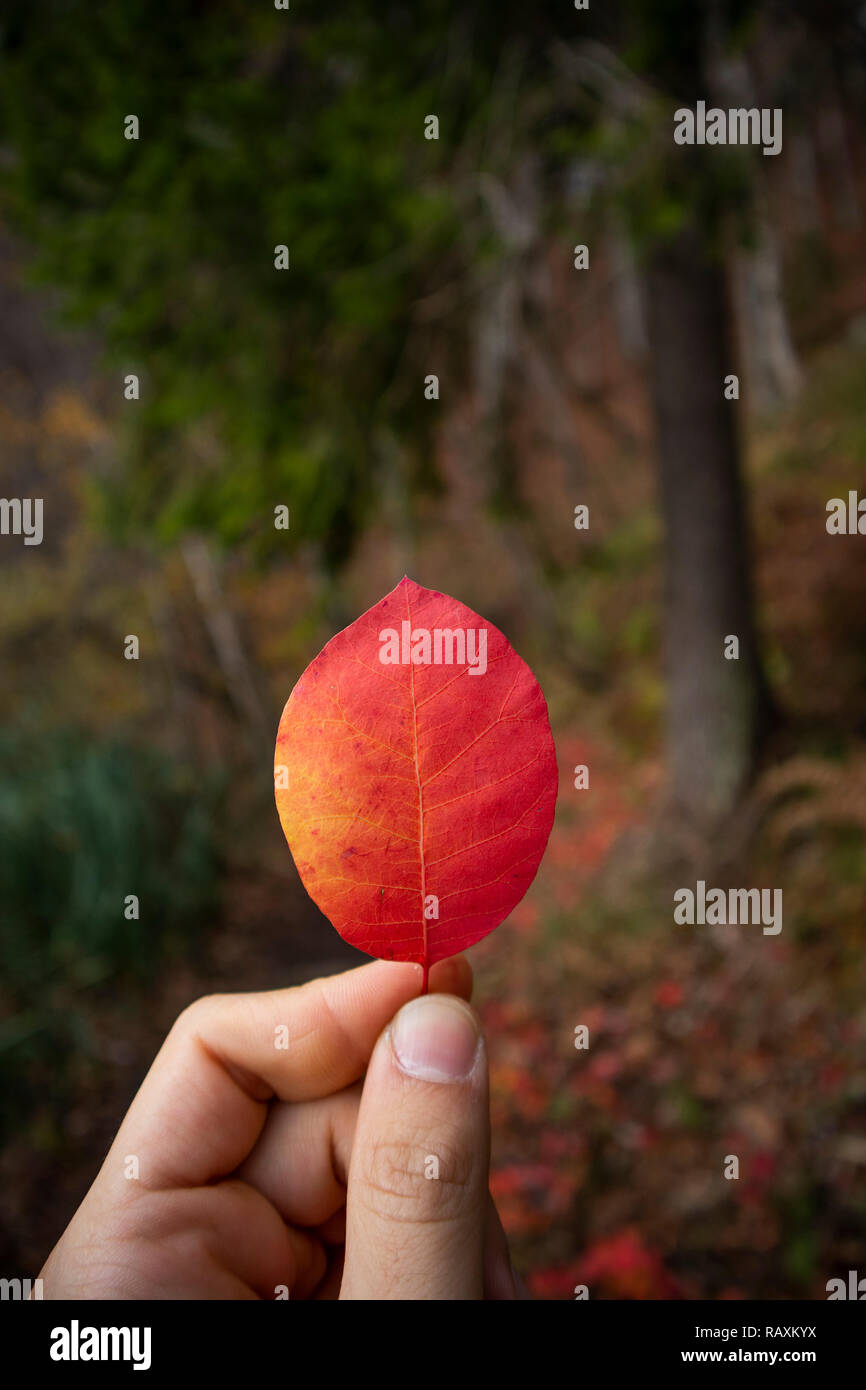 Schönes rotes Blatt in der Hand, Plitvice, Kroatien Stockfoto