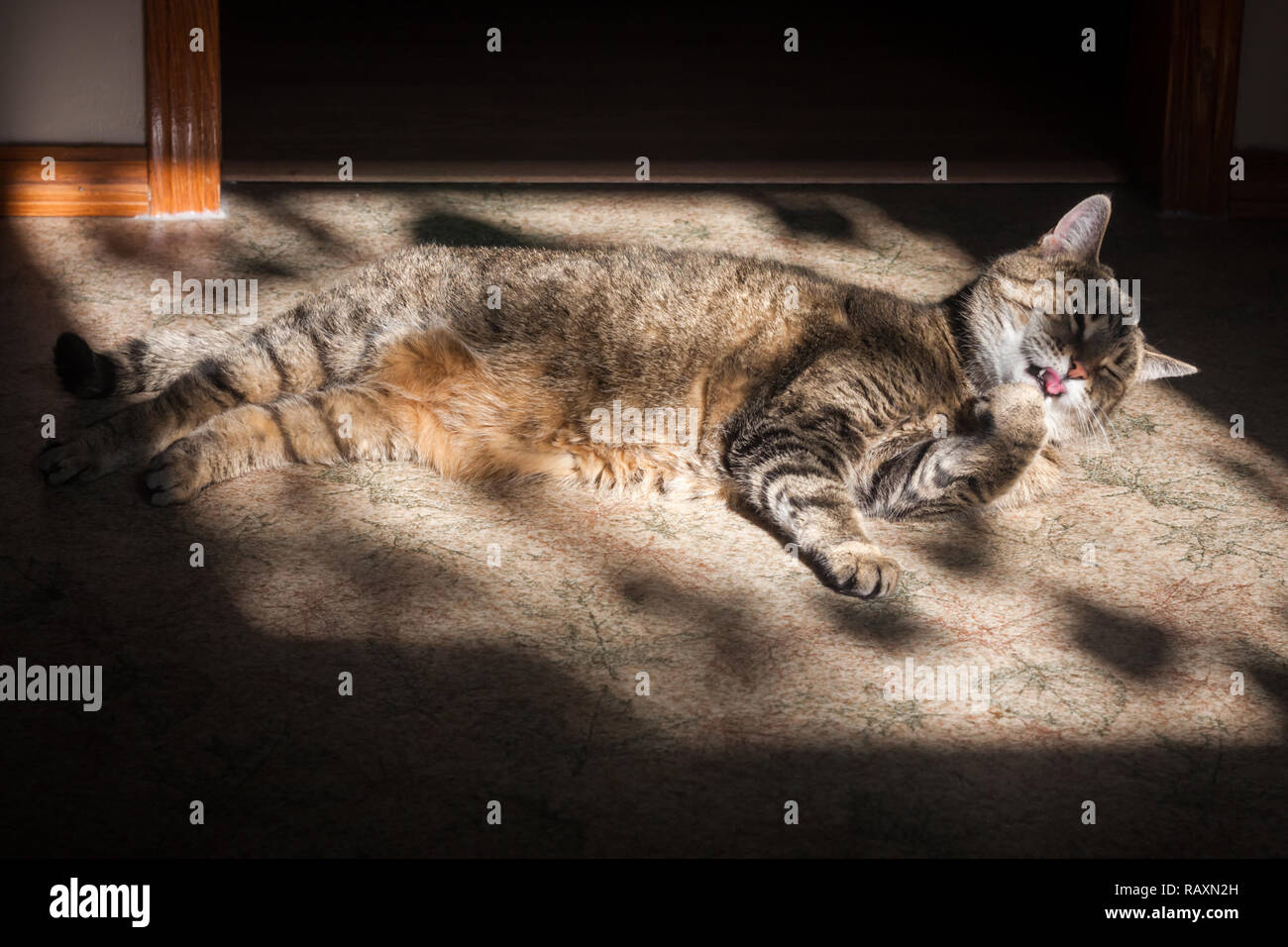 Weibliche tabby Katze pflegt beim Sonnenbaden Stockfoto