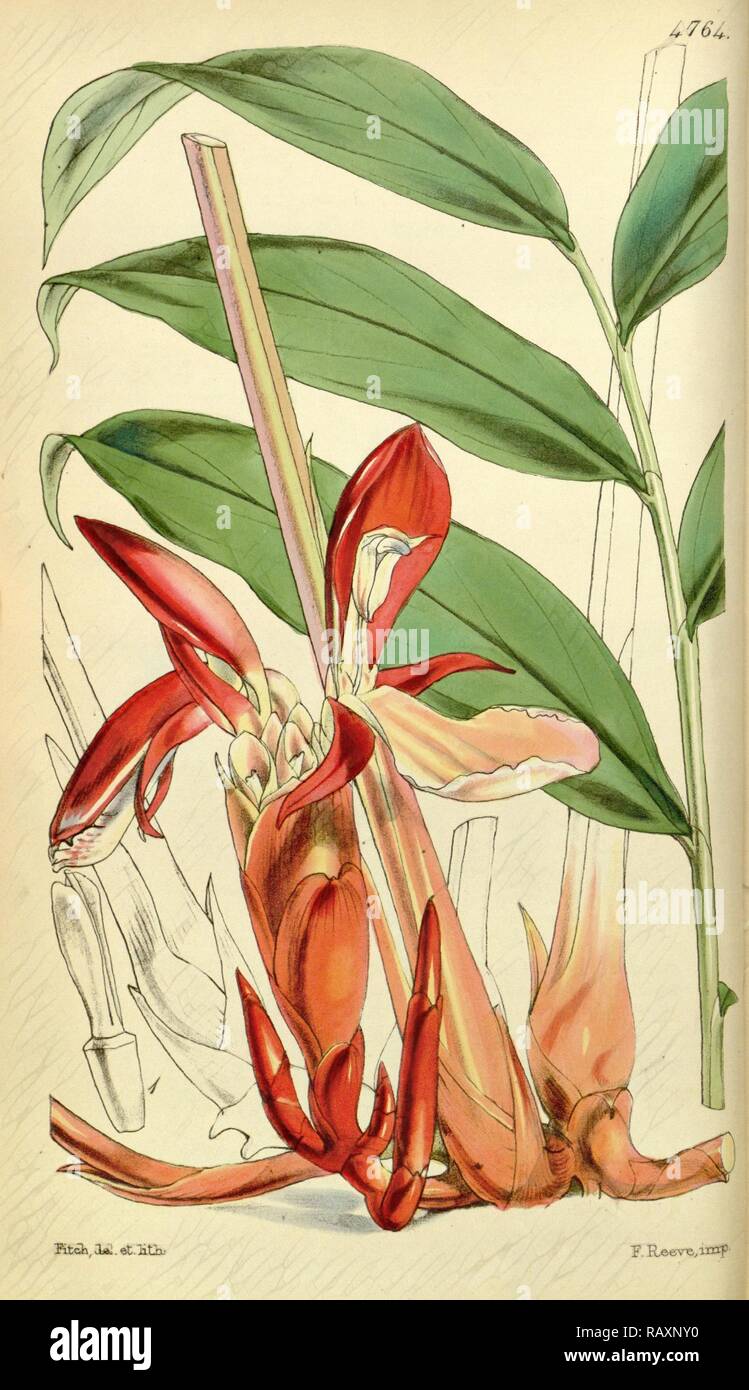 Botanische Drucken von Walter Hood Fitch 1817-1892, W.H. Fitch war eine botanische Illustrator und Künstler, in Glasgow geboren Neuerfundene Stockfoto
