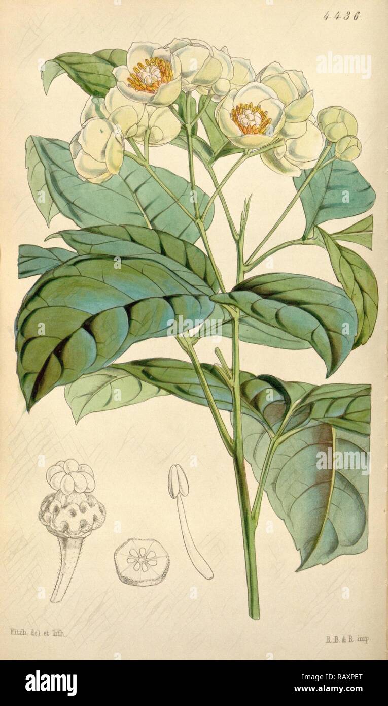 Botanische Drucken von Walter Hood Fitch 1817-1892, W.H. Fitch war eine botanische Illustrator und Künstler, in Glasgow geboren Neuerfundene Stockfoto