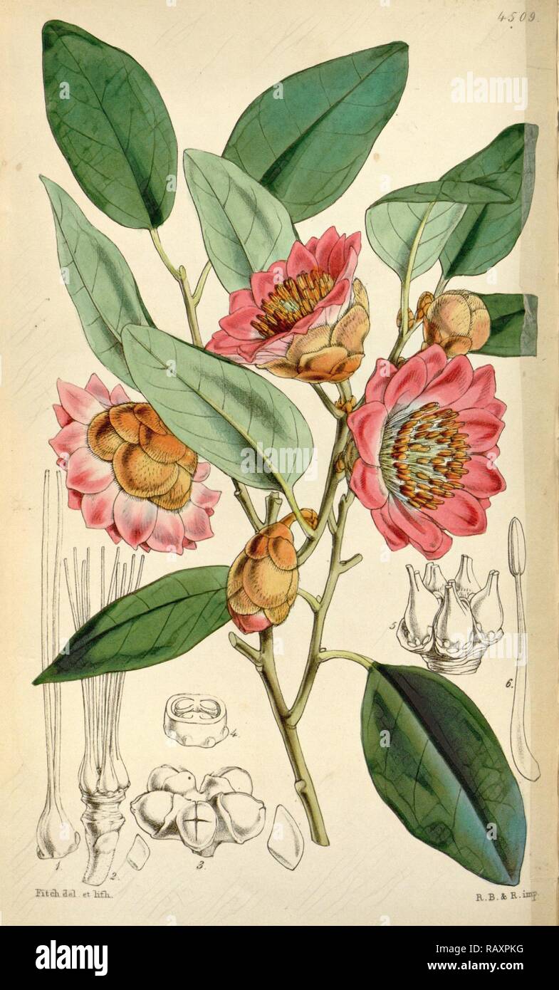 Botanische Drucken von Walter Hood Fitch 1817-1892, W.H. Fitch war eine botanische Illustrator und Künstler, in Glasgow geboren Neuerfundene Stockfoto