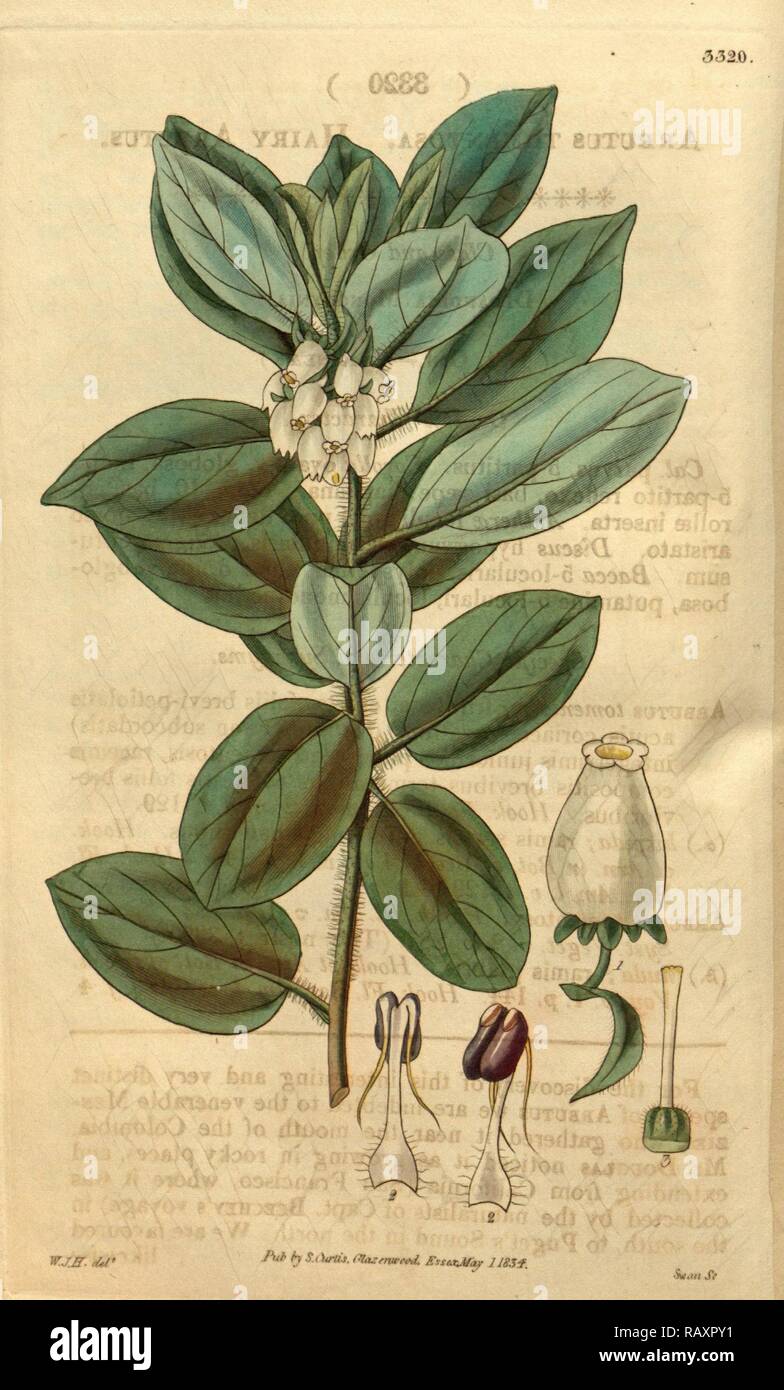 Botanische Drucken von Sir William Jackson Hooker, FRS, 1785-1865, englische botanische Illustrator. Er hielt den Posten des Neuerfundene Stockfoto