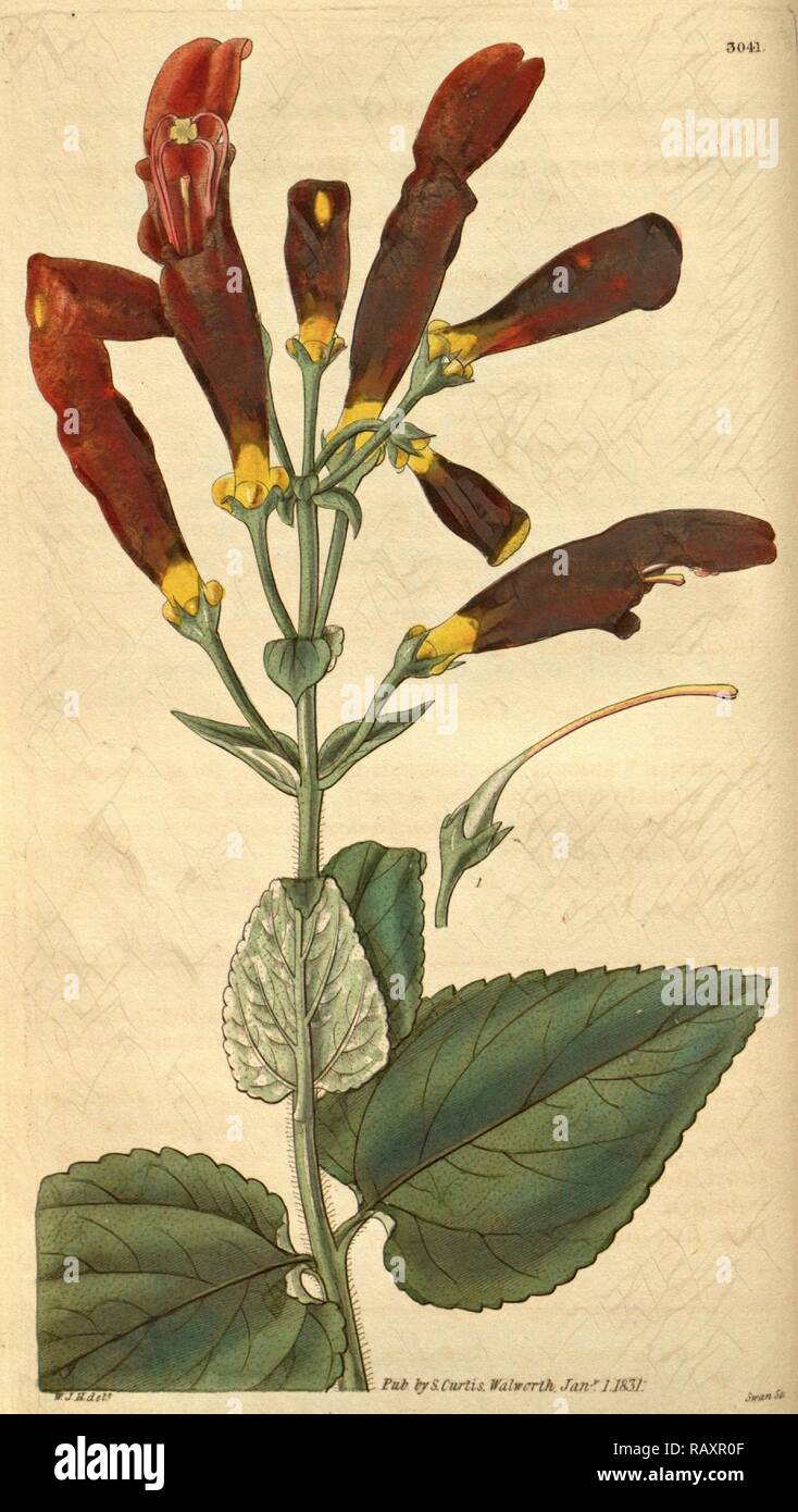 Botanische Drucken von Sir William Jackson Hooker, FRS, 1785-1865, englische botanische Illustrator. Er hielt den Posten des Neuerfundene Stockfoto
