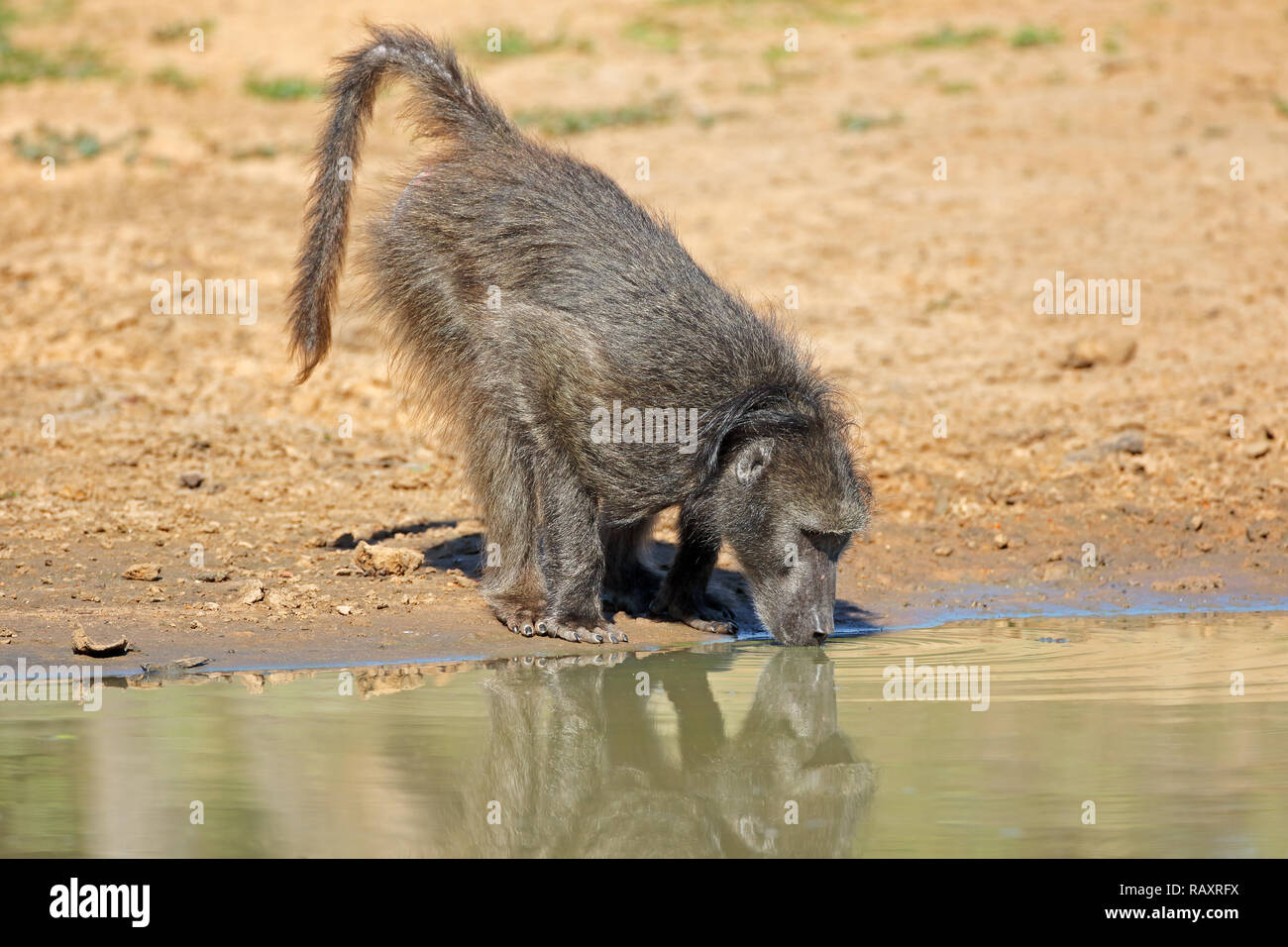 Chacma baboon (Papio ursinus) Trinkwasser, Mkuze Game Reserve, Südafrika Stockfoto