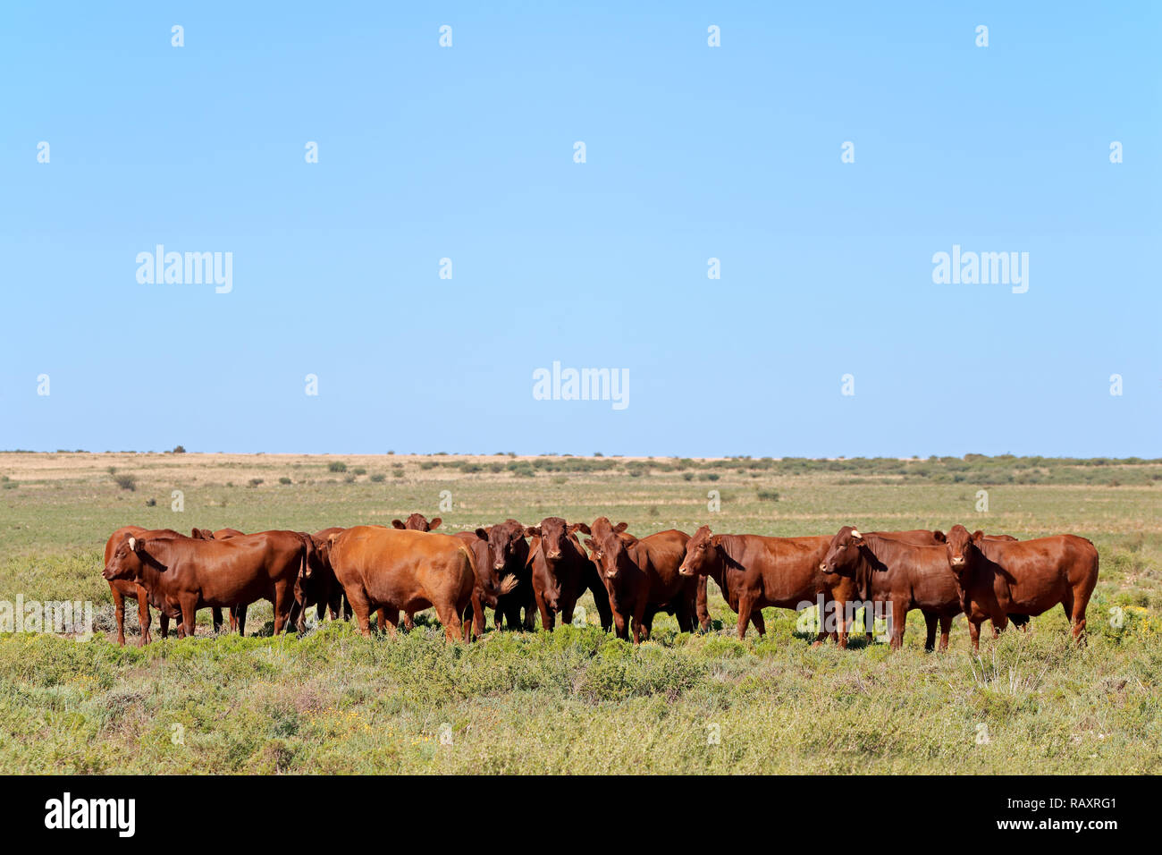 Kleine Herde von freilaufenden Rindern in einem ländlichen Bauernhof, Südafrika Stockfoto
