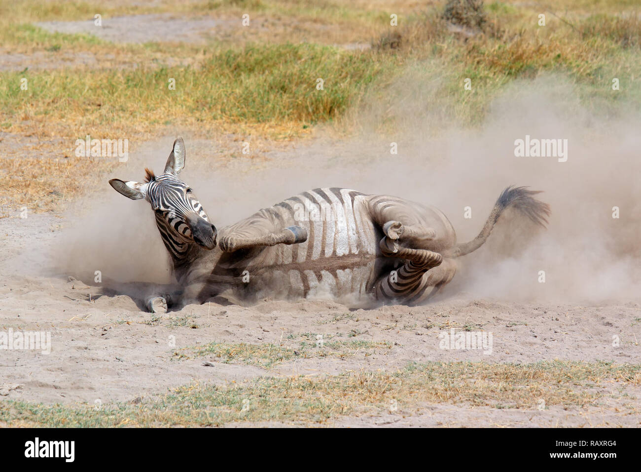 Eine ebenen Zebra (Equus burchelli) Rollen in Staub, Amboseli National Park, Kenia Stockfoto
