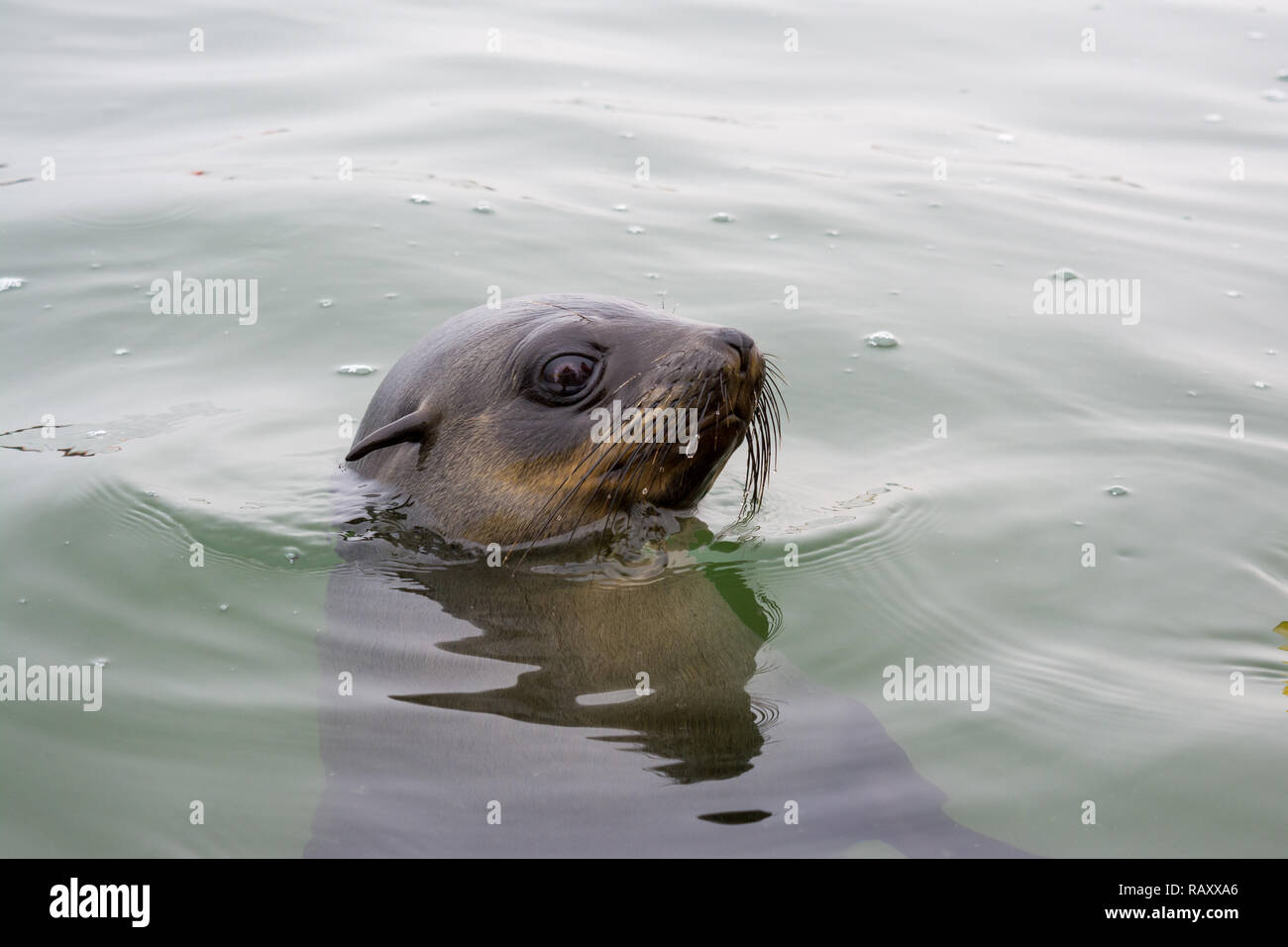 Kap Fell Dichtung auf dem Wasser, Arctocephalus pusillus, Walvis Bay, Namibia Stockfoto