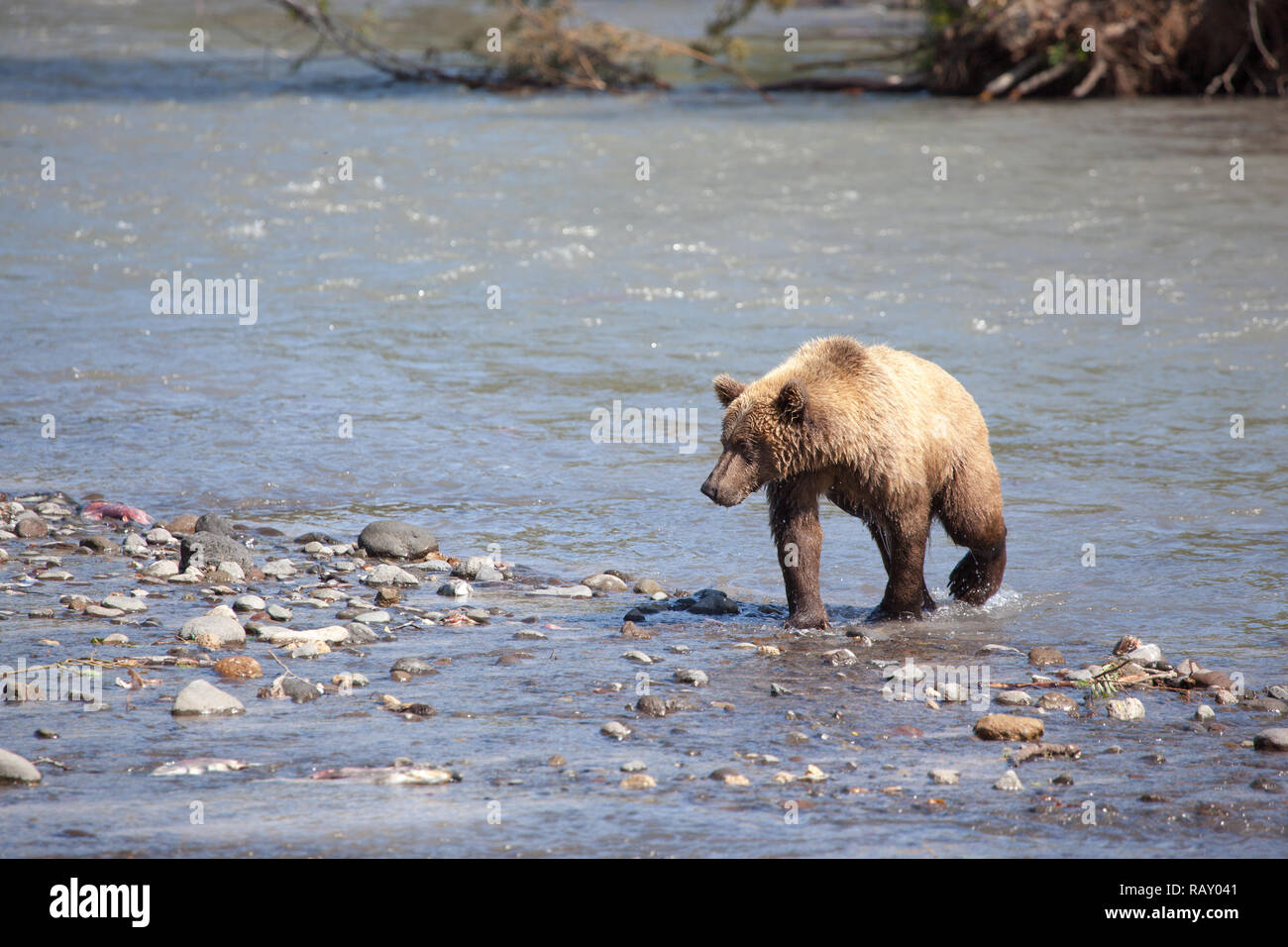Wilde Braunbären grizzly Spaziergänge am Seeufer Stockfoto