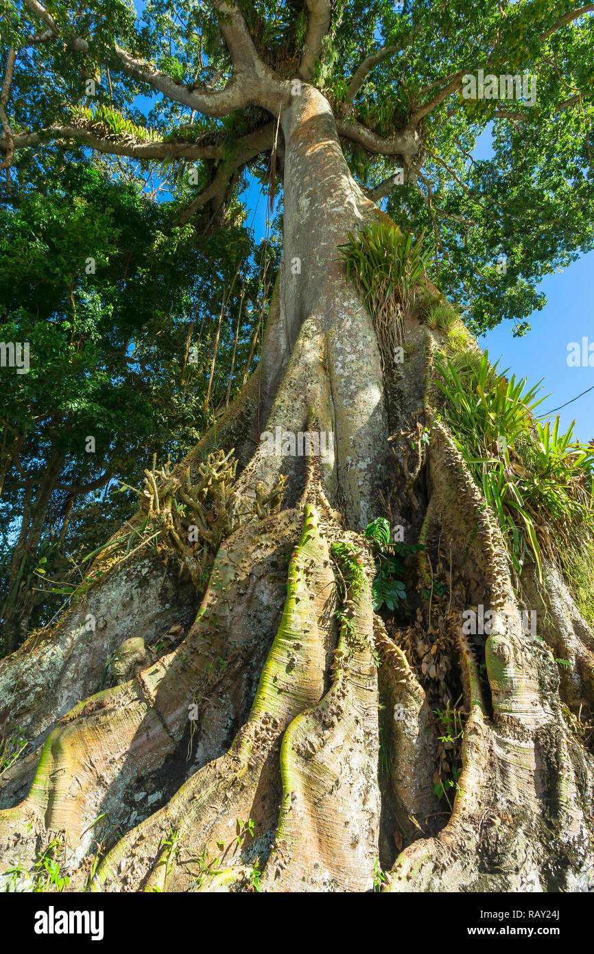 Tobago, West Indies, Karibik. Die riesigen Silk Cotton Tree ist das älteste und höchste Baum auf Tobago hat eine mystische Geschichte über Hebamme Schleifring Schleifring Sarah Stockfoto