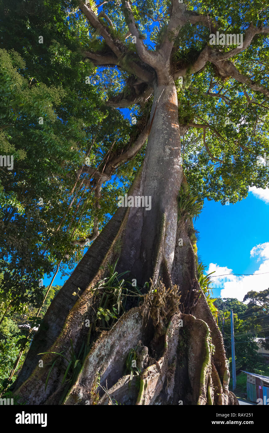 Tobago, West Indies, Karibik. Die riesigen Silk Cotton Tree ist das älteste und höchste Baum auf Tobago hat eine mystische Geschichte über Hebamme Schleifring Schleifring Sarah Stockfoto