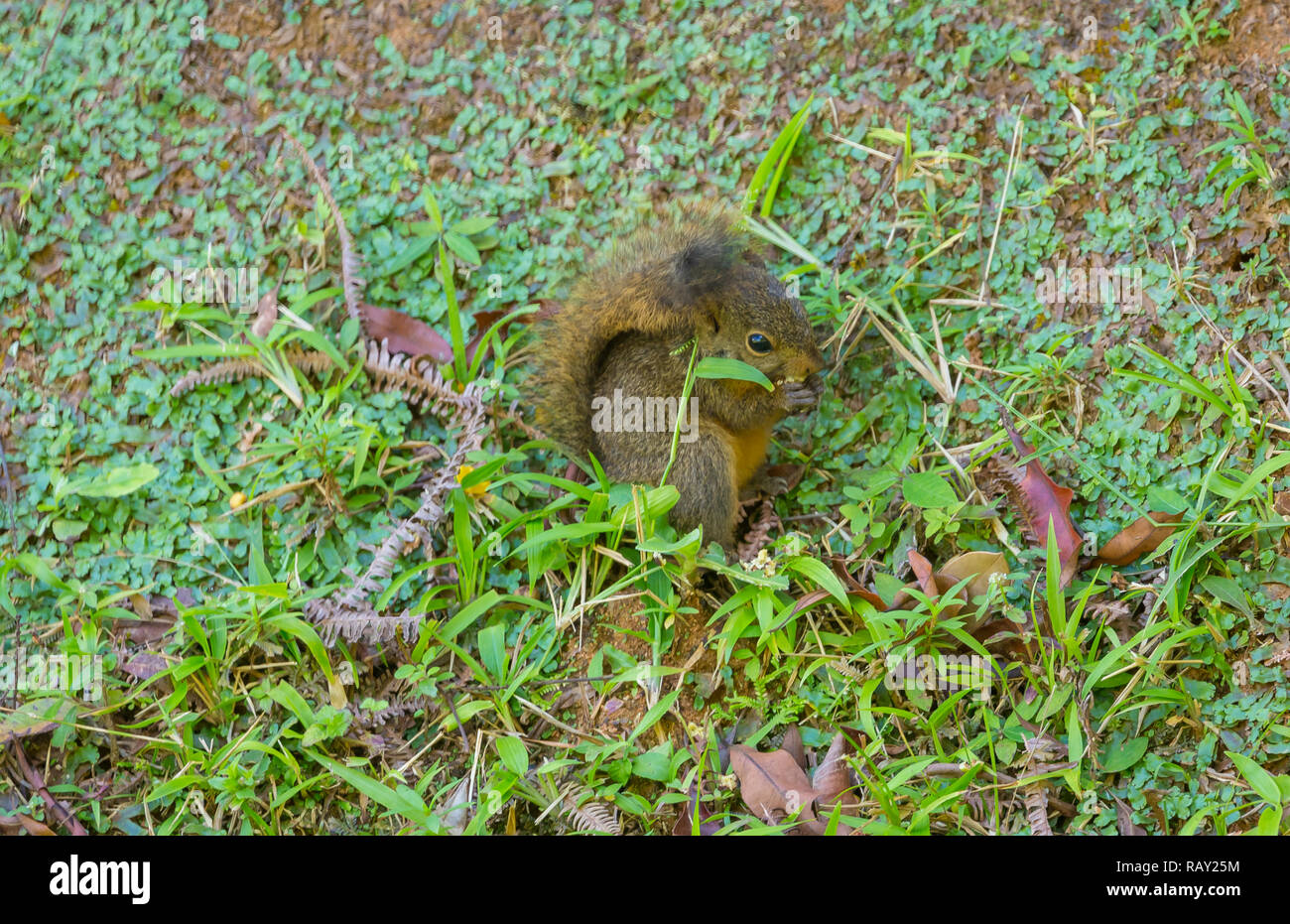 Red Tailed Eichhörnchen (Wissenschaftlicher Name: Sciurus granatensis) essen Samen auf dem Waldboden, Main Ridge, Tobago, Karibik, West Indies. Landschaft Stockfoto