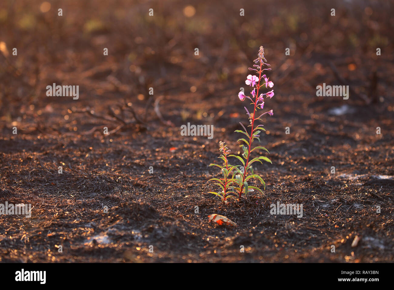 Rosebay Weidenröschen (Chamerion angustifolium) blüht nicht lange nach einem wildfire im Bereich der Vegetation gelöscht. Stockfoto