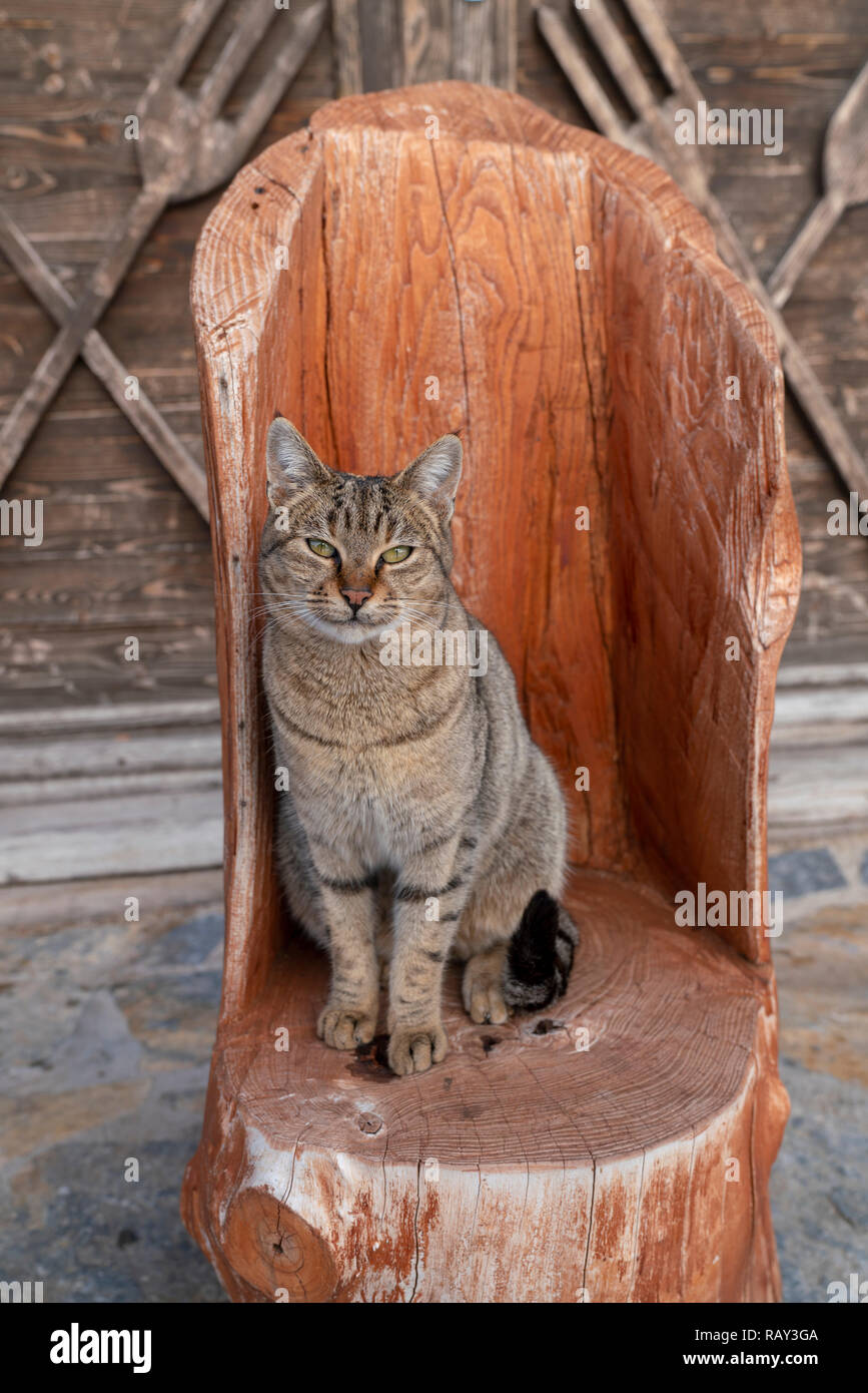 Tabby Katze sitzt auf Holz Sitz Stockfoto