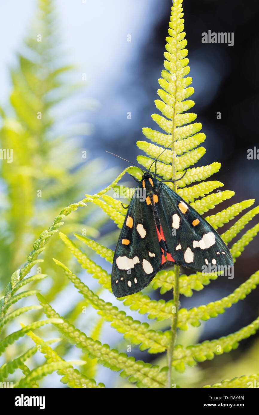 , Schönbär Callimorpha dominula, Panaxia dominula, scarlet Tiger Moth, L'Écaille marbrée, écaille Rouge, Bärenspinner Arctiidae,,, Arctiinae erebid Mot Stockfoto