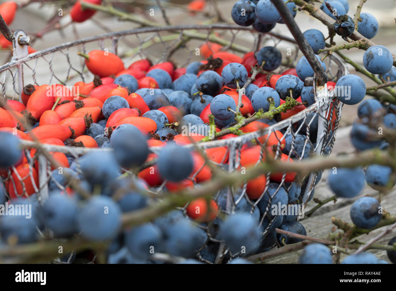 Und schlehenernte Hagebuttenernte, Schlehen-Ernte, Ernte von Schlehenfrüchten, Schlehe, Schlehen, Schwarzdorn, Prunus Spinosa, Schlehe, Schlehen, Obst Stockfoto