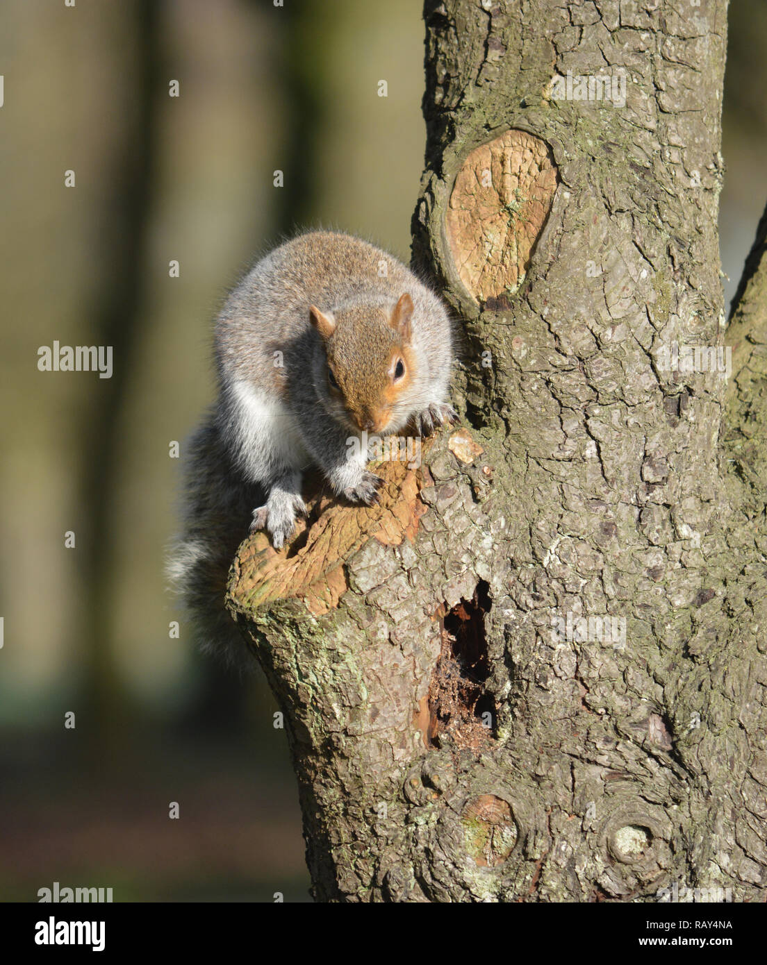 Graue Eichhörnchen sitzt auf einem Baum im Stanley Park, Blackpool, Lancashire, Großbritannien Stockfoto