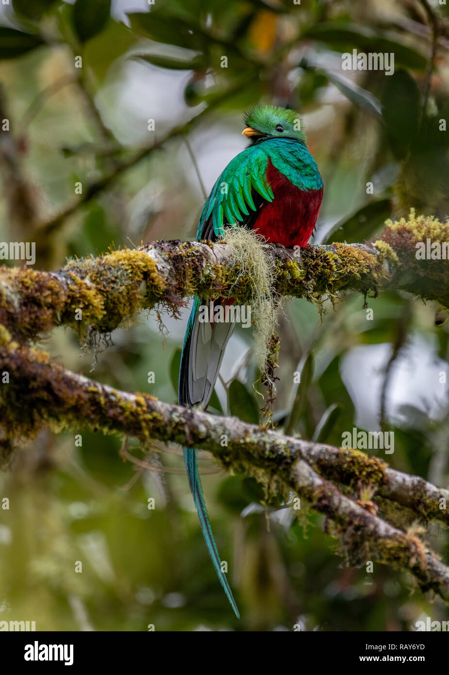 Glänzende Quetzal in Costa Rica Stockfoto