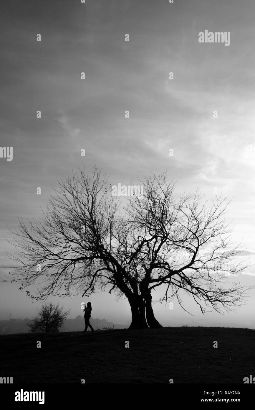 Der Fotograf nimmt Foto unter einem Baum Silhouette. Stockfoto