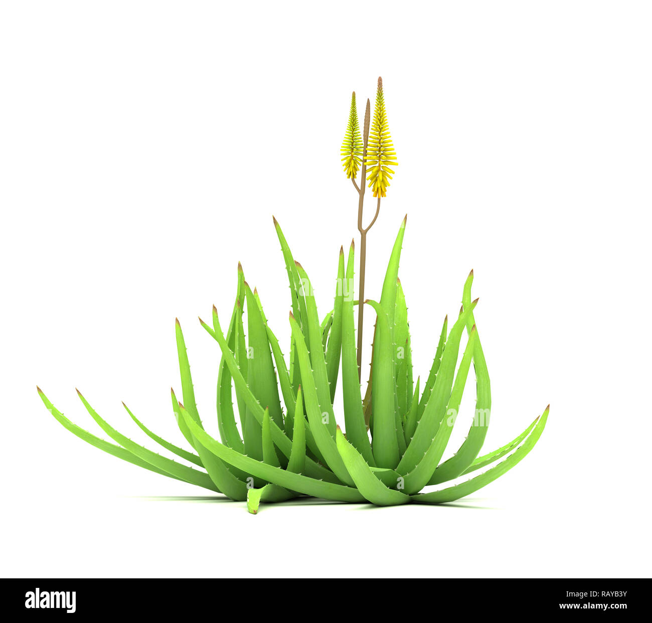 Single Aloe Vera Pflanze isoliert (weißer Hintergrund) Stockfoto