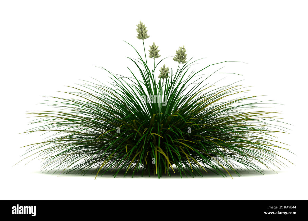 Einzelne blaue Bunchgrass Pflanze isoliert (weißer Hintergrund) Stockfoto