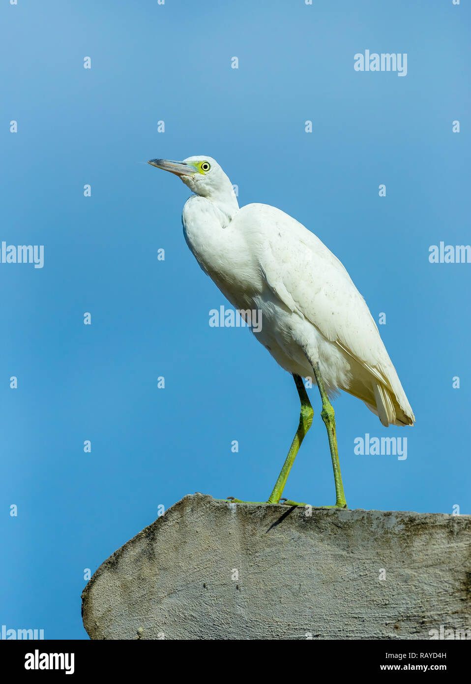 Kinder Little Blue Heron (Egret Caerulea) noch in weißem Gefieder auf Castara Strand, Tobago, Karibik, West Indies. Portrait, vertikal Stockfoto