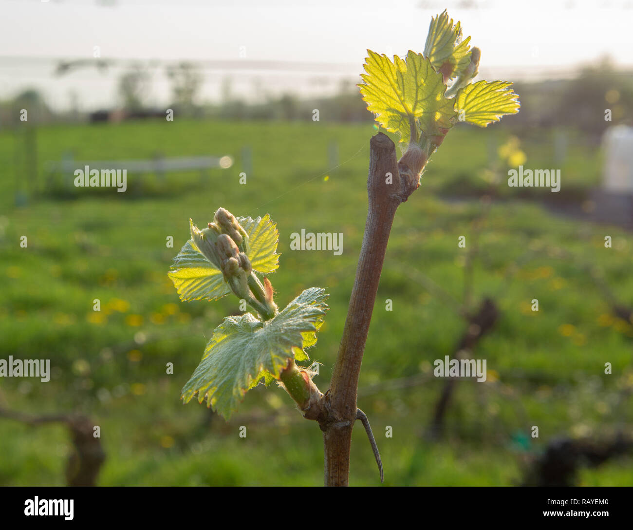Junge Triebe der Trauben im Weinberg, Frühling Jahreszeit am Weingut Stockfoto