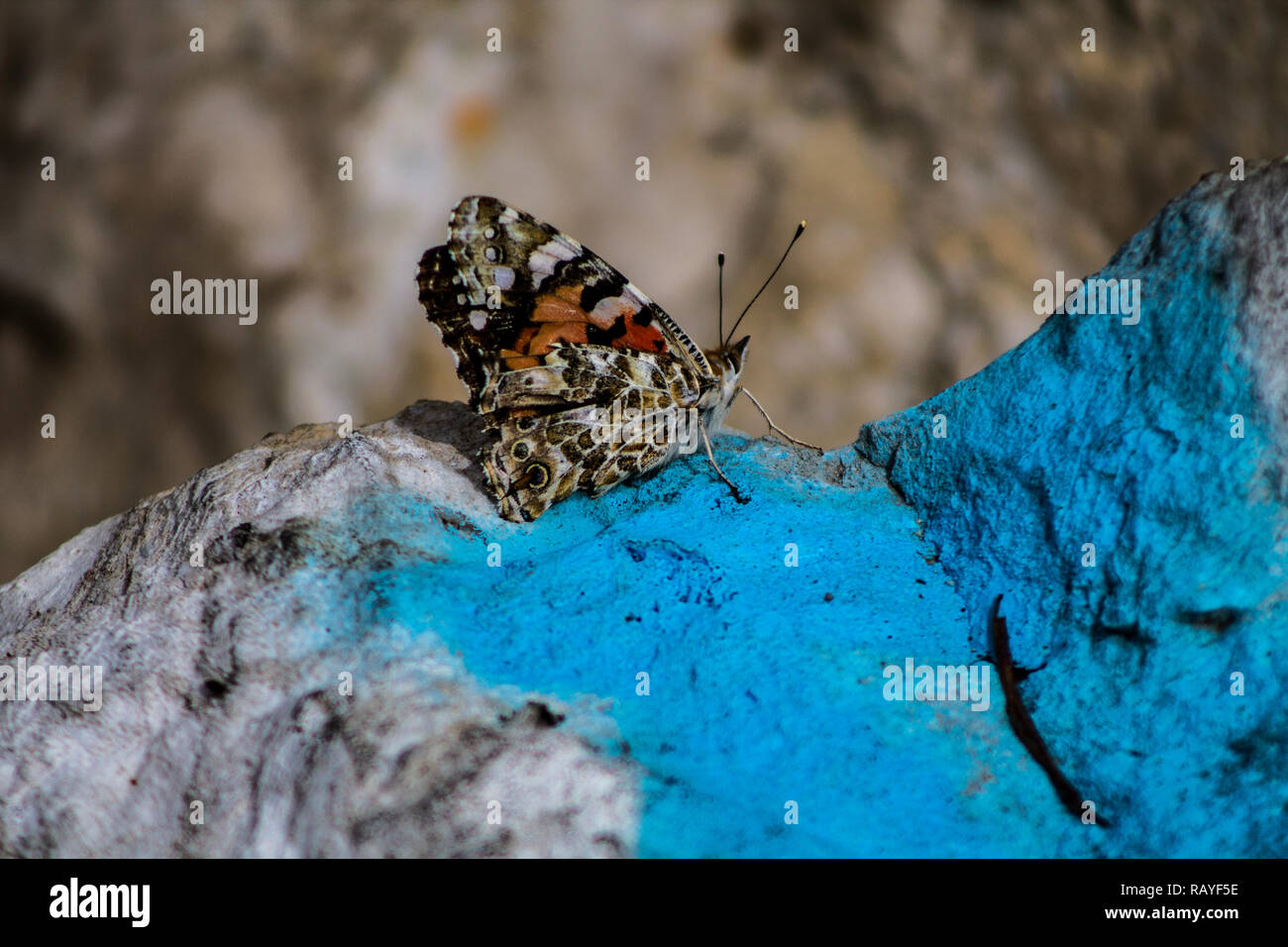 In der Nähe auf einem wunderschönen Schmetterling auf einem Felsen in Lissabon ruhen Stockfoto