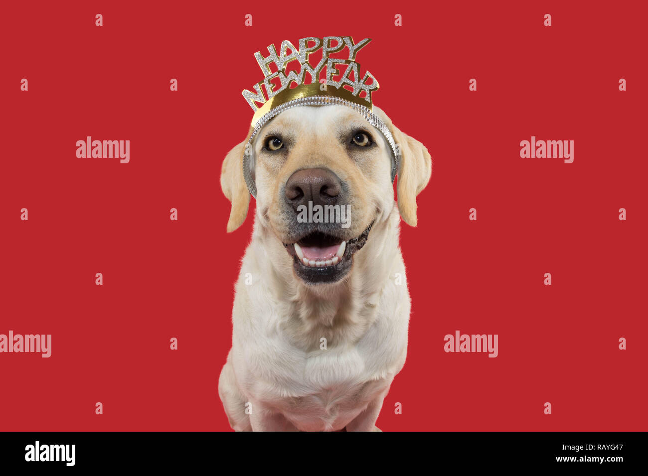 Hund ins neue Jahr. Gerne WELPE LABRADOR tragen ein STIRNBAND ODER TIARA SCHILD MIT TEXT. Isoliert gegen CORAL TREND HINTERGRUND. Stockfoto