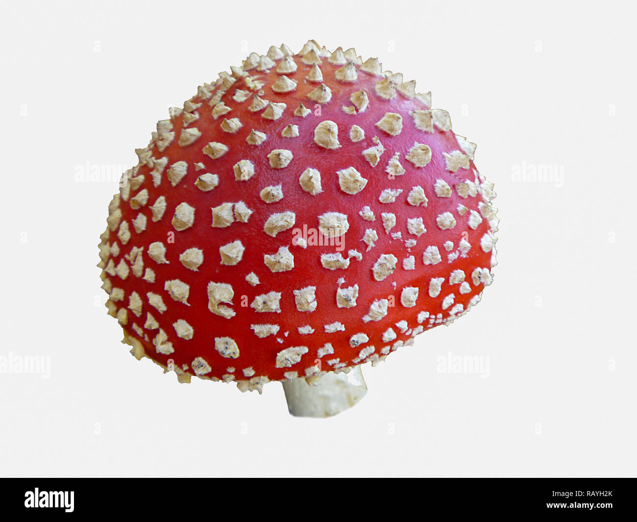 Red fly Agaric mit hellen Fleck auf weißem Hintergrund isoliert Stockfoto