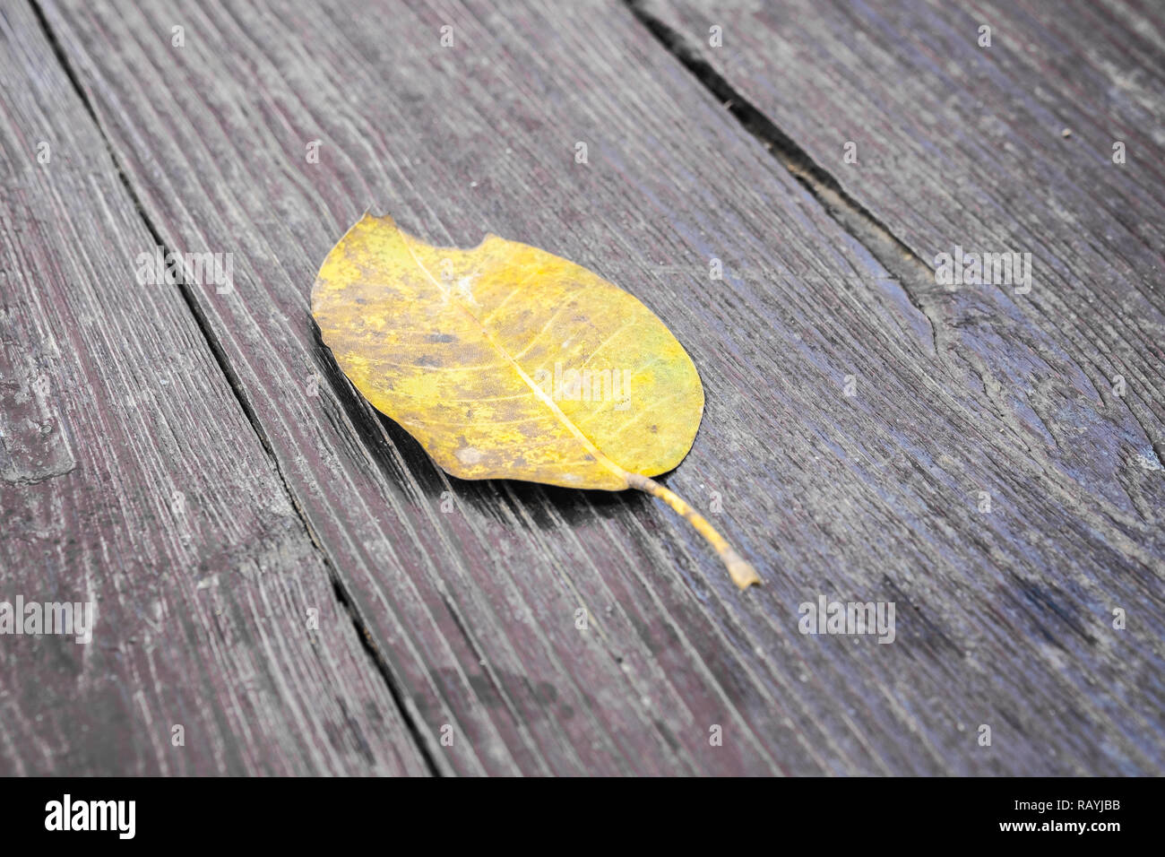 Eine gelbe trockene Blatt auf Holzboden in brauner Farbe, selektive konzentrieren. Stockfoto