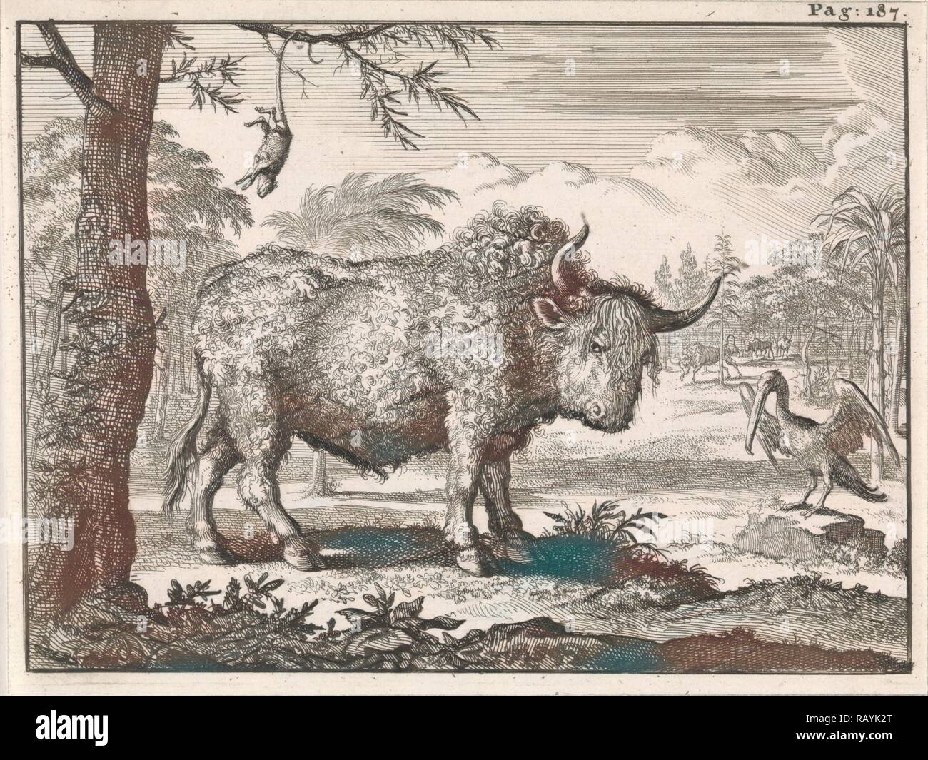 Bisons, zu und ein Pelikan in eine exotische Landschaft, Caspar Luyken, Willem Broedelet, 1697. Neuerfundene Stockfoto