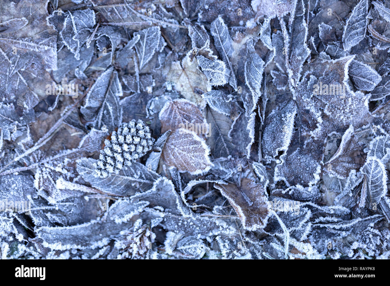 Hintergrund der getrockneten gefrorene Blätter auf dem Waldboden bei Sonnenaufgang an einem Wintermorgen, Foto mit blauen und braunen Tönen. Stockfoto