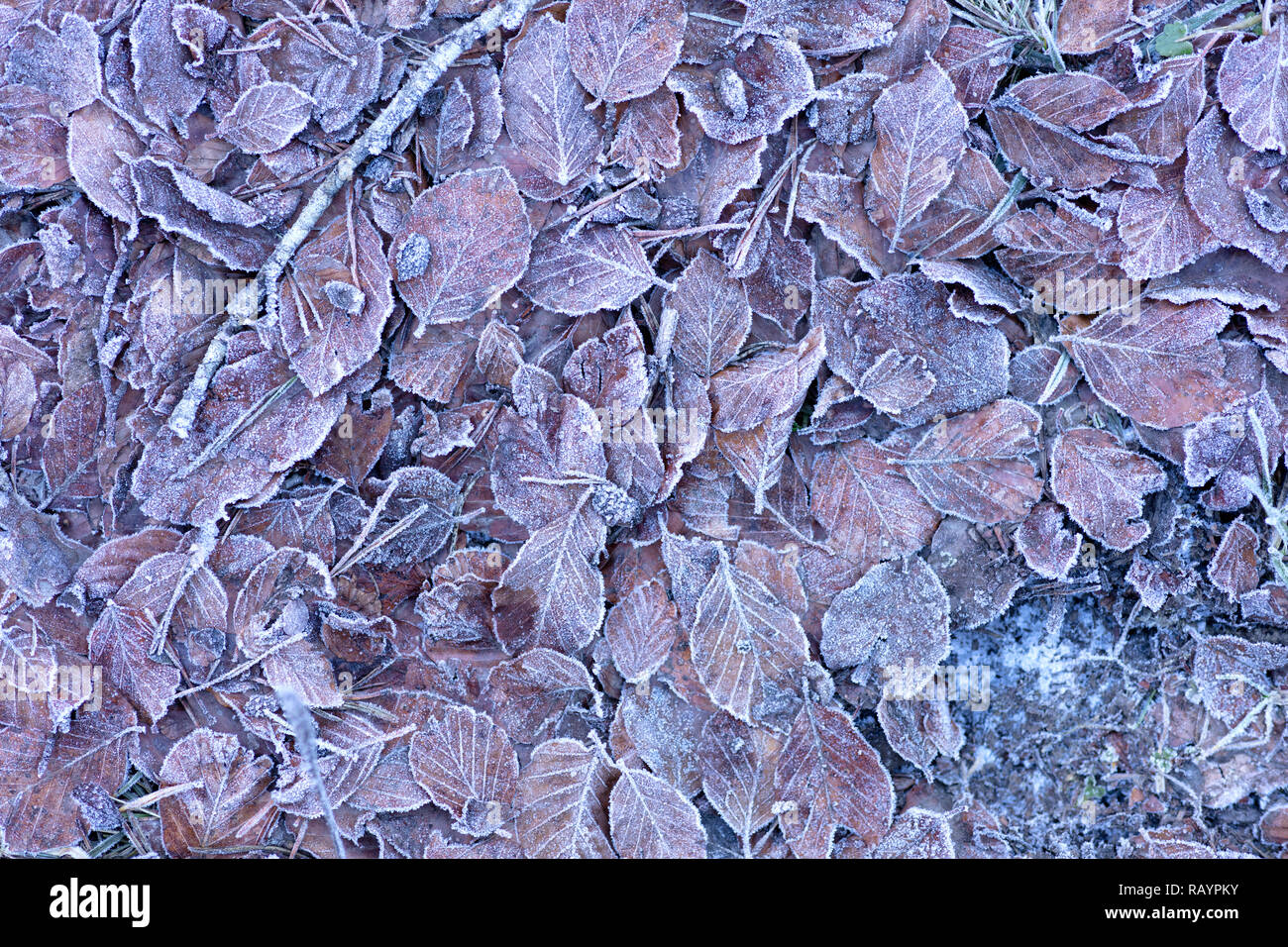 Hintergrund der getrockneten gefrorene Blätter auf dem Waldboden bei Sonnenaufgang an einem Wintermorgen, Foto mit braunen Tönen. Stockfoto