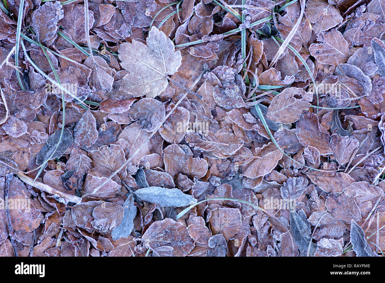 Hintergrund der getrockneten gefrorene Blätter auf dem Waldboden bei Sonnenaufgang an einem Wintermorgen, Foto mit gelben und braunen Tönen. Stockfoto