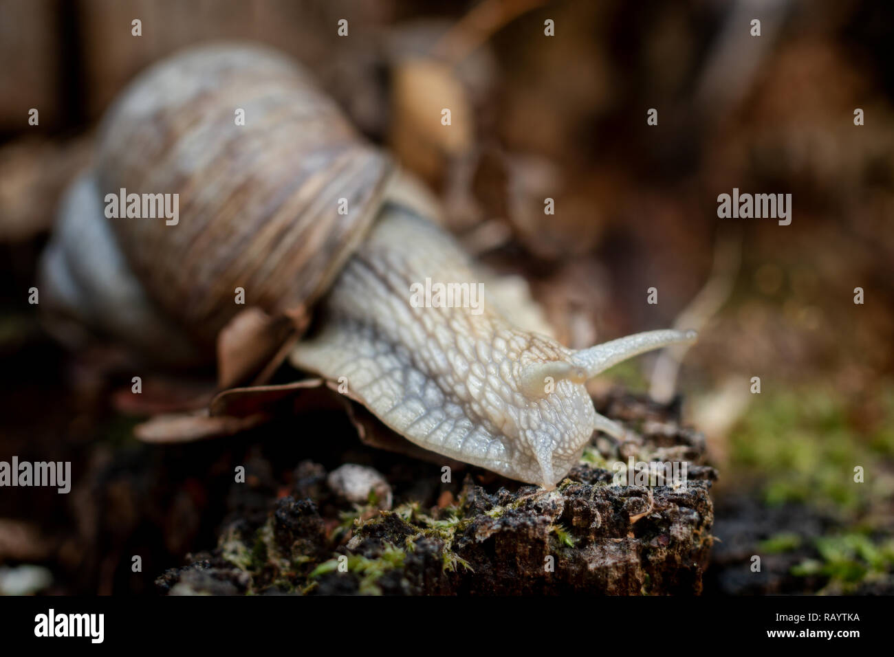 Weinbergschnecke auf Moss auf Waldboden Stockfoto