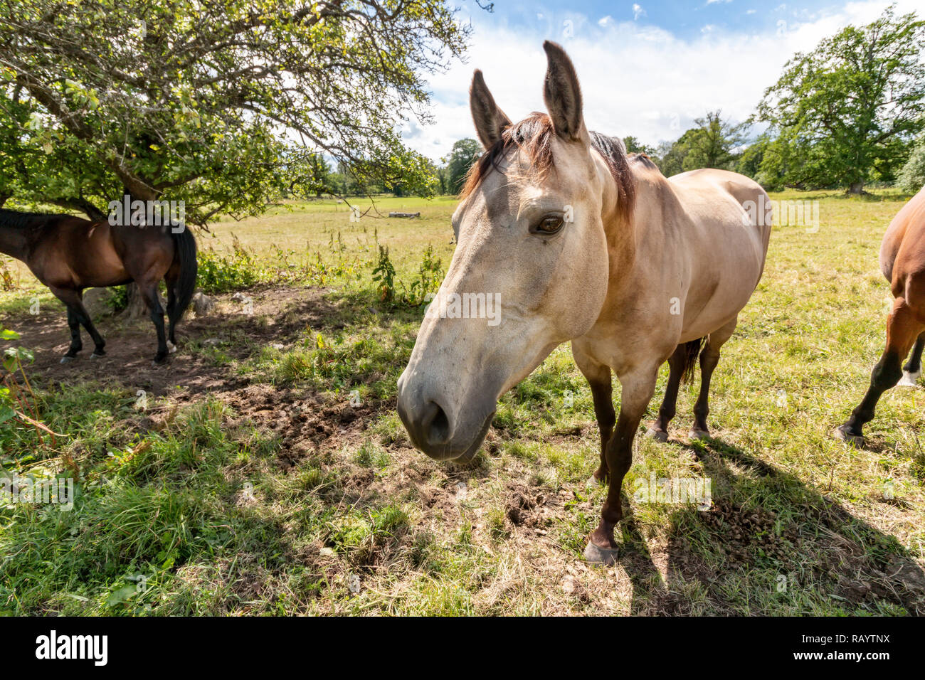 Hübsch und freundlich Pferd auf der Weide Stockfoto