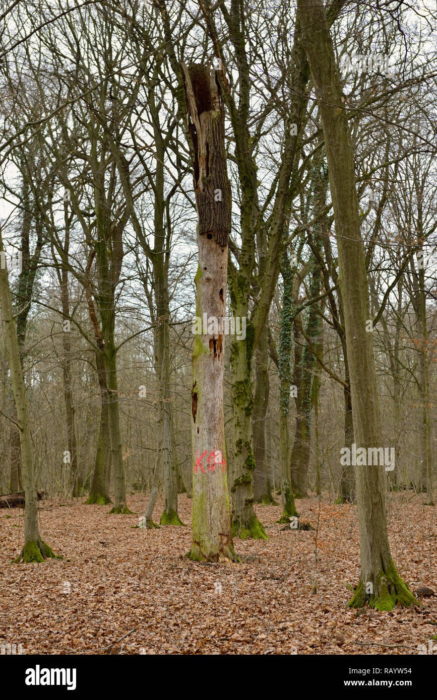 Ansicht einer alten toten Baum im Hambacher Forst, einem alten Wald, der ein beliebtes Symbol im Kampf gegen die globale Erwärmung, Deutschland. Stockfoto