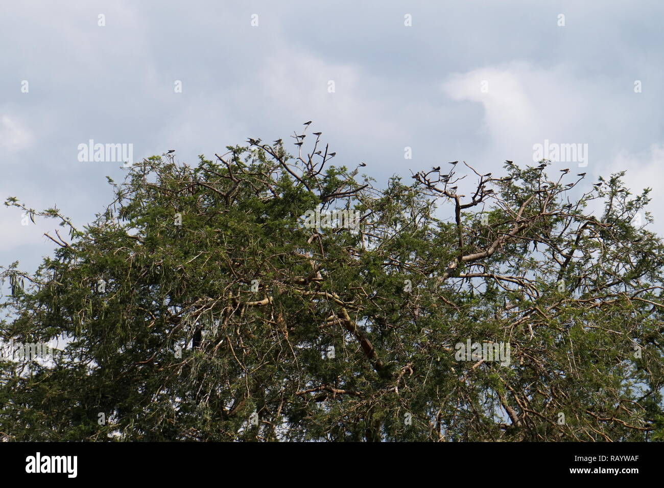 Eine Herde von Schwalben in einem Baum, Queen Elizabeth National Park, Uganda Stockfoto