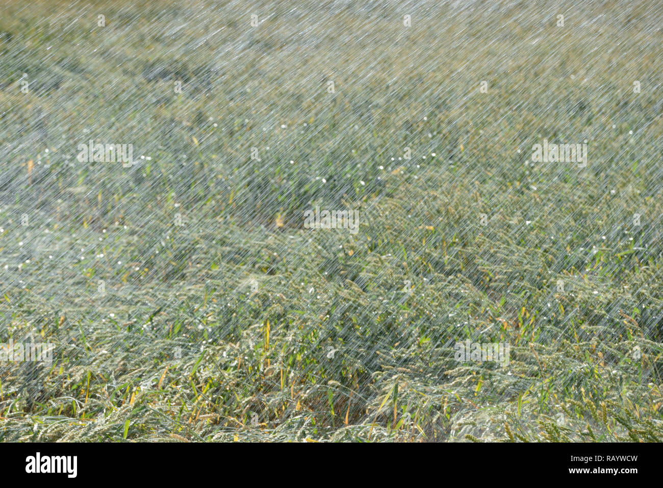 Sprinkleranlage-bewässerung Maschine sprühen Wasser über Ackerland während einer Dürre im Sommer, die Bewässerung ein Weizenfeld. Stockfoto