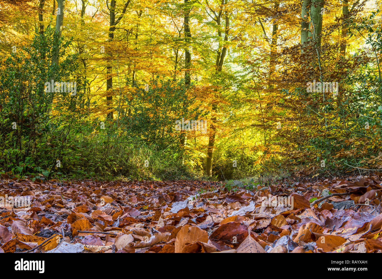 Heller Wald im Herbst mit Laub im Vordergrund Stockfoto