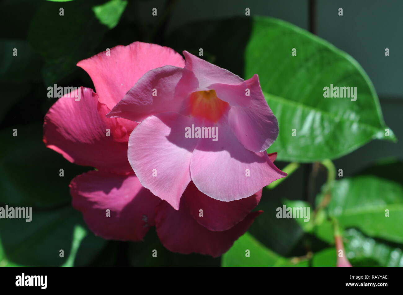Perfekte stieg von Sharon detail Shot am frühen Morgen nehmen Juli 2018 Licht Stockfoto
