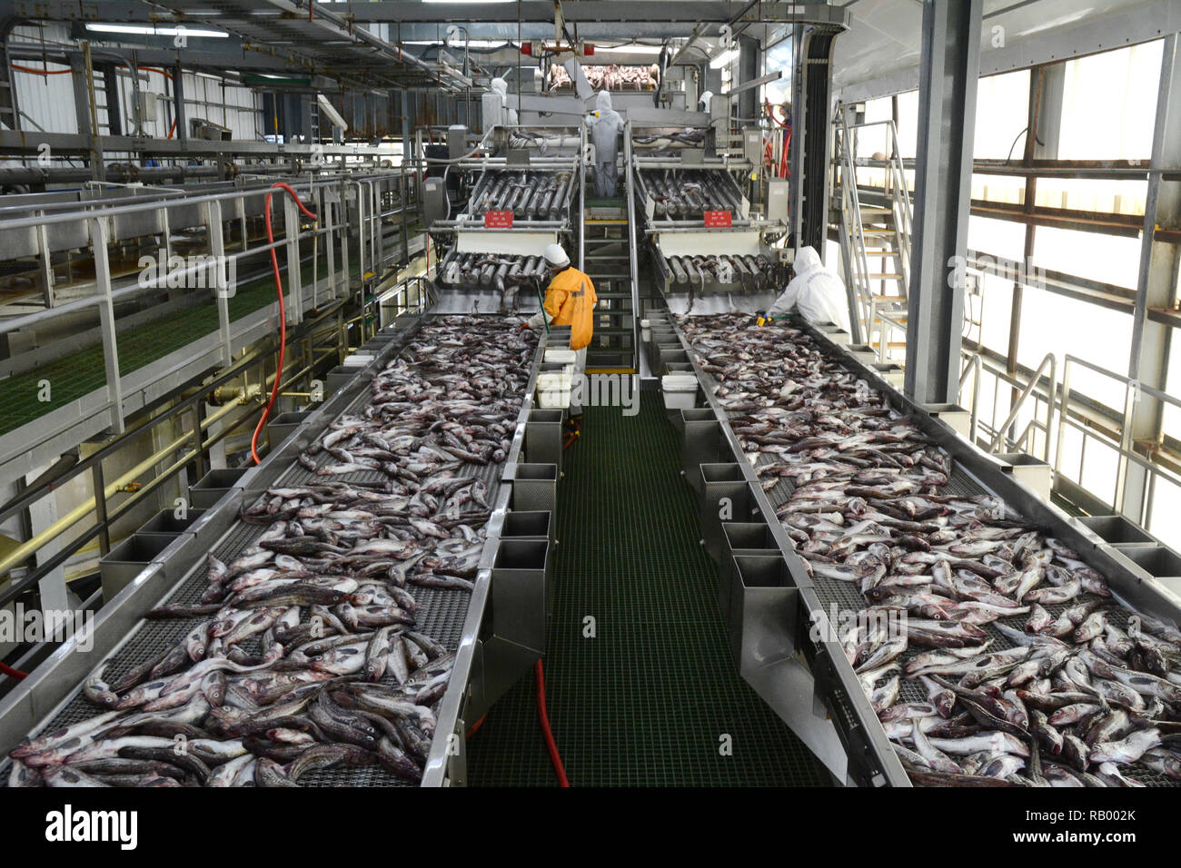 Mitarbeiter an einen Fisch pflanze Inspektion ganze Alaska Seelachs auf Förderbändern, in Dutch Harbor, Unalaska Island, Alaska, USA. Stockfoto