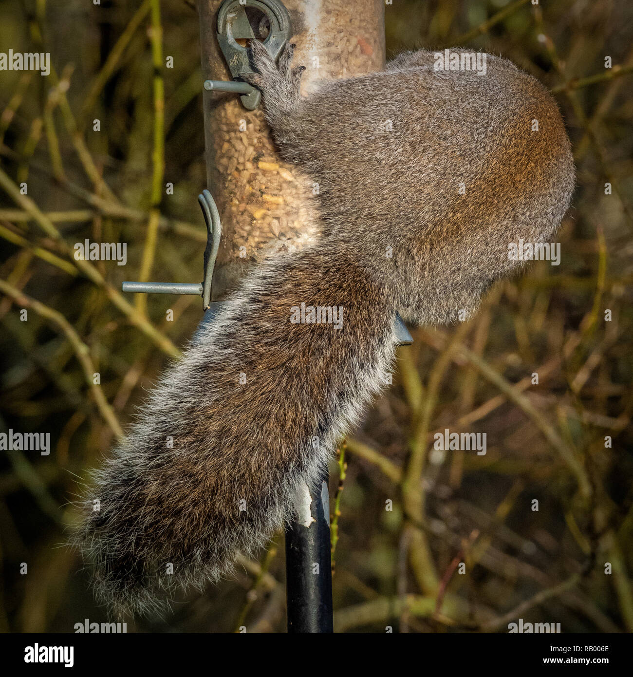 Graue Eichhörnchen stehlen von Bird Feeder in Garten Stockfoto