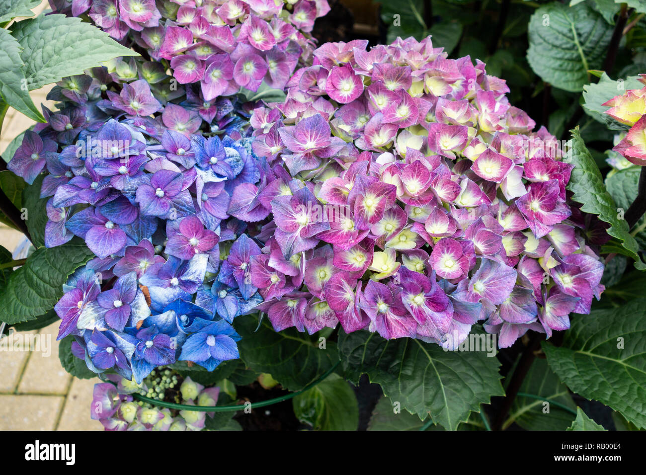 Close up Hydrangea macrophylla Blau Kugel Schwarz Stahl Blüte Stockfoto