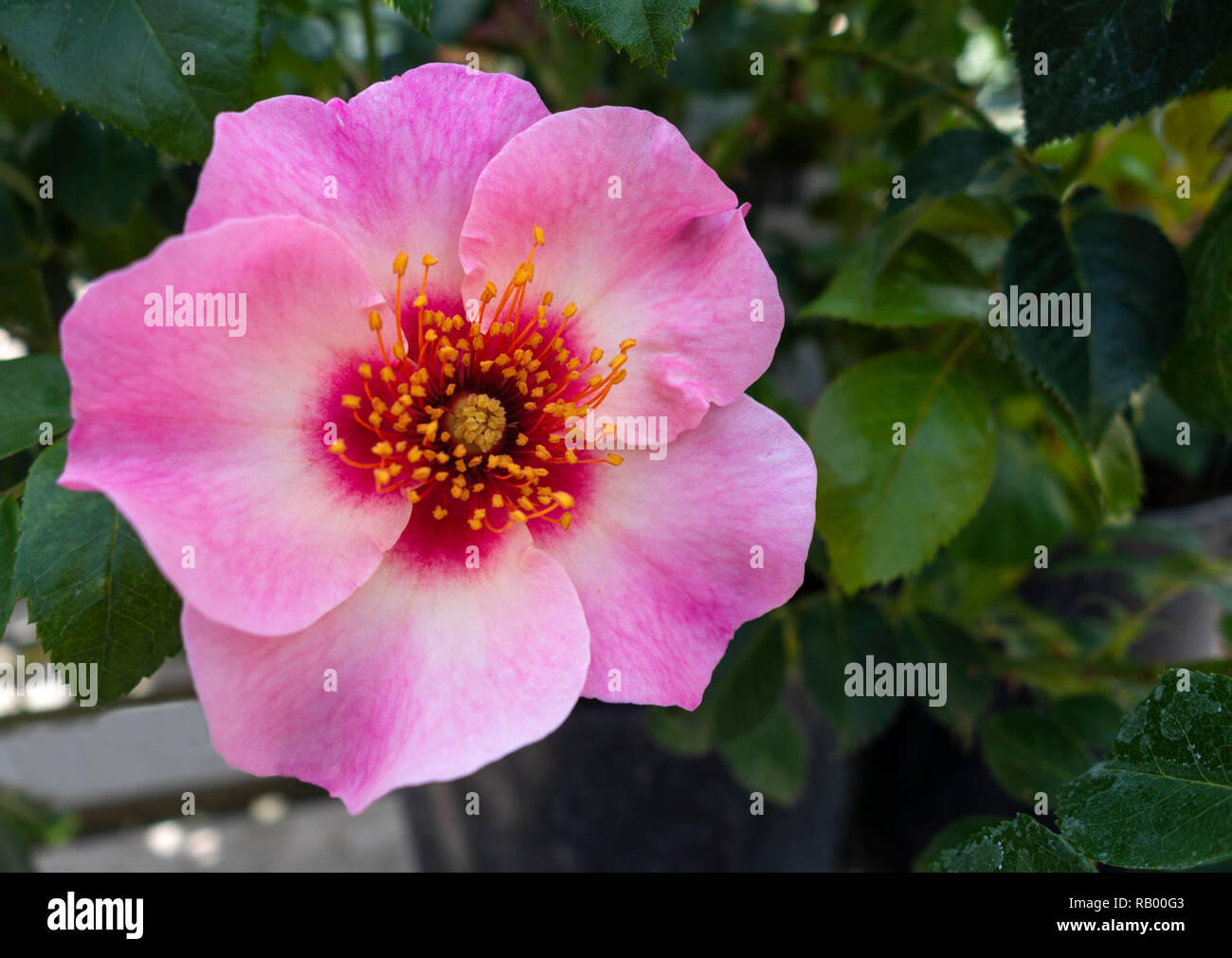 Nahaufnahme von leuchtend wie EIN Knopf Hydrid rosa Strauchrose - Persica Rose, UK Stockfoto